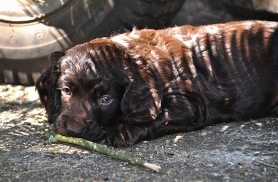 Close Up - Ollie the Boykin Spaniel puppy laying on a blacktop in front of a tire and there is a green stick in front of him