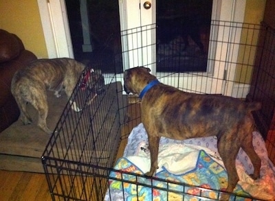 Bruno the Boxer trying to initiate a play session from inside an x-pen with Spencer the Pit Bull Terrier who is outside the pen