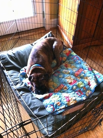 Bruno the Boxer laying on a dog bed in an x-pen