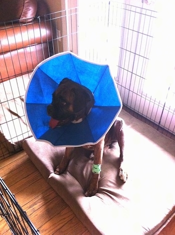 Bruno the Boxer sitting in an x-pen with a cone on his head on top of an orthopedic dog bed