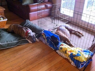 Bruno the Boxer laying on an orthopedic dog bed inside of an x-pen with a cone on his head. With Spencer the Pit Bull Terrier laying down next to him outside the x-pen on a green dog bed