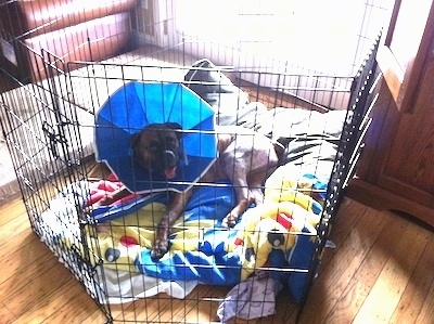 Bruno the Boxer laying on a Pikachu blanket wearing the cone inside the x-pen looking at the camera with his mouth open and tongue out