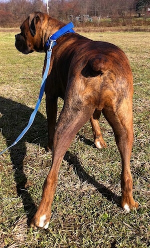 Bruno the Boxer standing outside in a yard