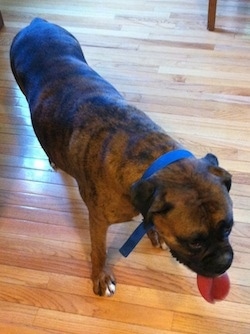 Bruno the Boxer standing on a hardwood floor with his tongue out