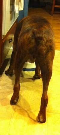 Bruno eating food in the kitchen