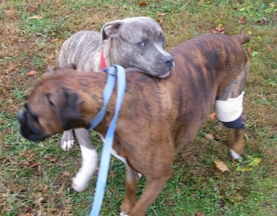 Spencer the Pit Bull Terrier getting ready to play with Bruno the Boxer