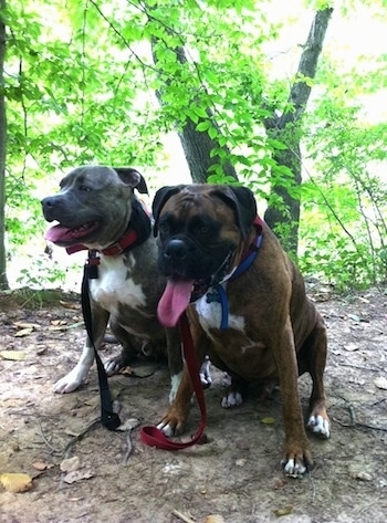 Bruno the Boxer and Spencer the Pit Bull Terrier sitting in dirt