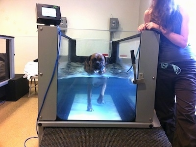 Bruno the Boxer walking in the underwater treadmill