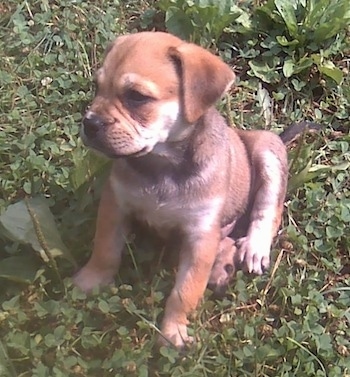 Topdown view of the front left side of a brown with white Bull-Aussie puppy that is sitting in grass and it is looking to the left.