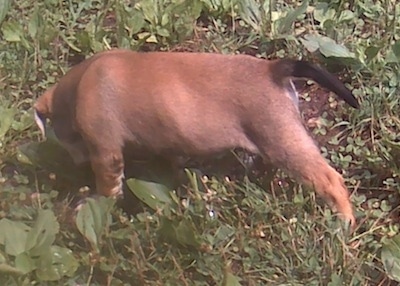 The left side of a brown with white Bull-Aussie Puppy that is standing and sniffing grass in a yard.