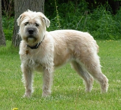 Izzie the Bully Wheaten standing outside in the grass