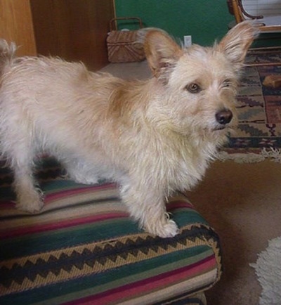 Foxie the Cairn Corgi standing on a couch and looking across the room