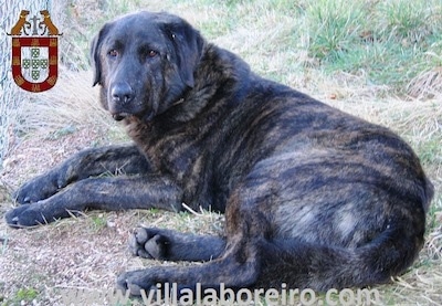 Cão de Castro Laboreiro dog is laying in grass. There is an emblem overlayed in the top left corner. In the bottom the website - www.villalaboreiro.com