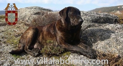 A Cao de Castro Laboreiro is laying next to a rock, in a small amount of grass on a rock. There is an emblem overlayed at the top left of the screen. The website - www.villalaboreiro.com - is overlayed down the right side