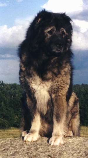 Large Russian Dog