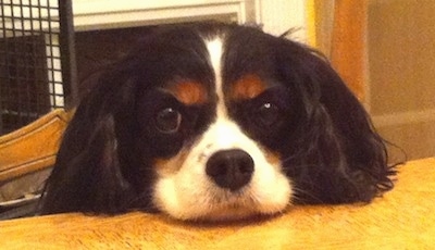 Close Up - Chip the Cavalier King Charles Spaniel is laying its head on a kitchen table