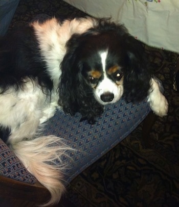 Chip the Cavalier King Charles Spaniel is laying on a pillow on top of a rug