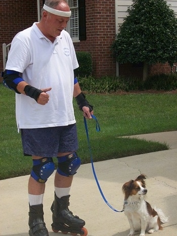 Mickey the Cava-lon is sitting on a sidewalk and there is a man holding its leash in rollerblades and protection pads