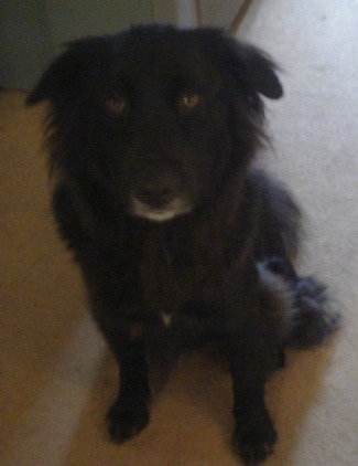 Mia the Chabrador sitting on a carpet and looking at the camera holder