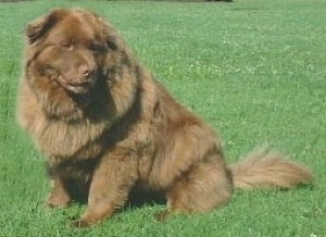 Gracie the Chabrador sitting outside in grass and looking to the right