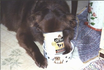 Gracie the Chabrador is laying on a tiled floor with her paw in a ceramic food bowl and her head in a can of Ol' Roy dog food