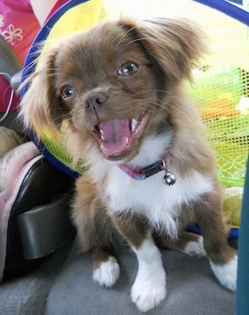 Tinker Bell the Cheeks is sitting in the back seat of a car next to a car seat and its mouth is open looking happy.