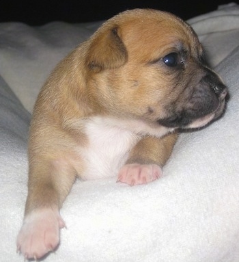 Close Up - JoJo the tan and black Chi Staffy Bull puppy laying on a white blanket and looking to the right