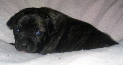 Close Up - Lulu the black Chi Staffy Bull puppy laying in a white balnket and looking slightly to the left of its body