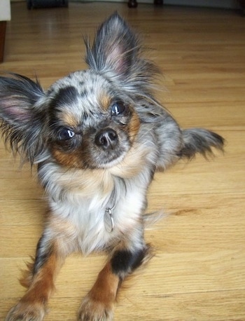 Roxi the Chihuahua is laying on a hardwood floor and looking at the camera holder with its head tilted to the left