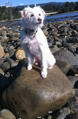 Dexter the China jack is sitting on a large bolder-size river rock near a body of water