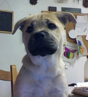 Close Up head shot - tan and black Chow Pei sitting in a chair in an office