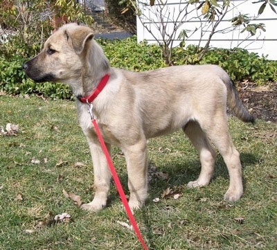 Louie the Chow Shepherd as a puppy wearing a red collar and red leash standing on grass and looking to the leftwith a house and bushes in the background
