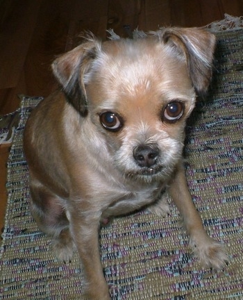 Griffin the Chussel is sitting on a tan woven rug and looking at the camera holder 