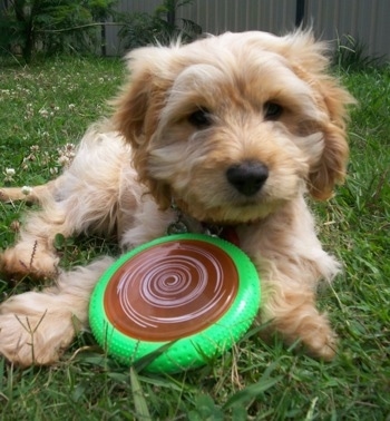 Biscuit the Cockapoo puppy is laying in a backyard and there is a green frisbee with a brown and white swirl in the middle between her two front paws