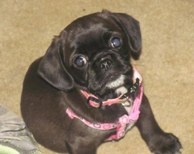 Cocker Pug Puppies