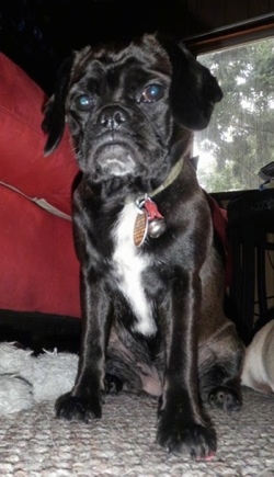 Close up view from the front - a wrinkly-faced, small breed, black with white Cocker Pug dog is sitting on a carpet next to a couch looking forward.