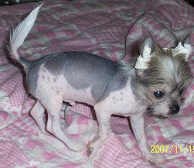 PeeWee the hairless Crested Peke puppy walking across a human's pink blanketed bed and looking to the right. His ears are taped to stand up