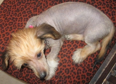 Soya the hairless Crestoxie puppy is laying on a rust colored leopard print chair and looking forward