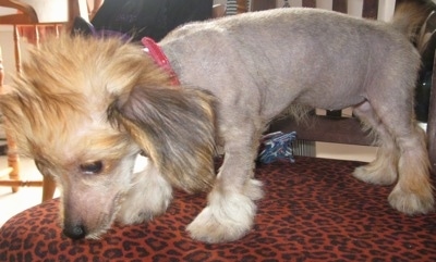 Soya the hairless Crestoxie puppy is wearing a pink collar, standing on a rust colored leopard print chair and looking at the floor