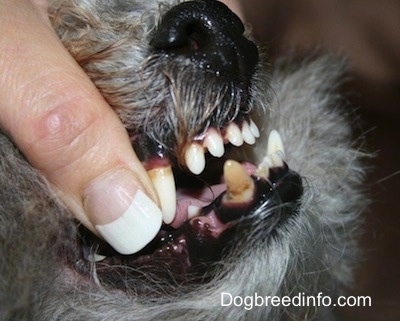 Close up - A person is exposing the teeth of a dog. It has a big underbite