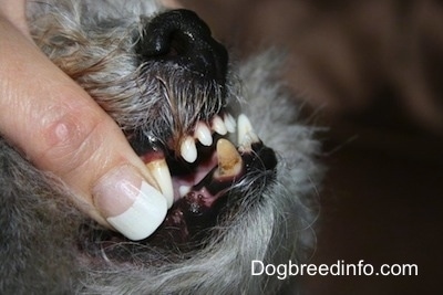 Close up - The right side of a grey with white dog's mouth. A person is exposing its underbite where the bottom row stick out further than the top.