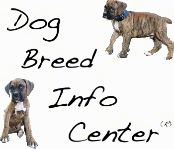 Dog Breed Info Center(R) is displayed and two pictures of Bruno the Boxer as a Puppy are in two corners