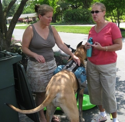 The back of a tan with white Great Dane that is wearing a backpack and it is standing in between two talking ladies.