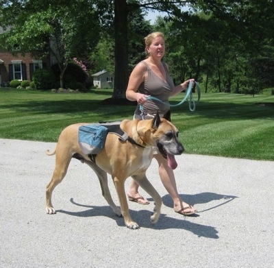 The front left side of a tan with white Great Dane wearing a backpack is being led on a walk by a person wearing sandals.