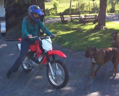 A person is sitting on a dirt bike in front of a brown and a brown brindle with white Boxer.