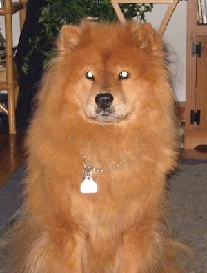 A red Chow Chow is sitting on a carpet and it is looking forward.