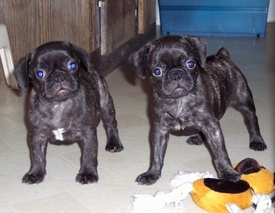 Two black Frenchie Pug puppies are standing on a tiled floor. The right puppy is standing on top of a dog toy.