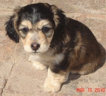 A black and tan Doxie-Chon puppy is sitting on a brick surface