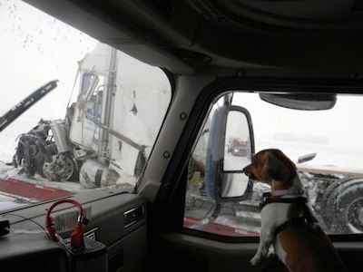 Sissy the tan, black and white Doxle is in the passenger seat of a tractor-trailer. Outside of the window is a destroyed tractor-trailer that crashed in the snow