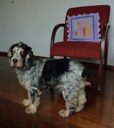 Sparky the black, tan, gray and white English Cocker Spaniel is standing on a hardwood floor in front of a red chair with a single purple pillow on it